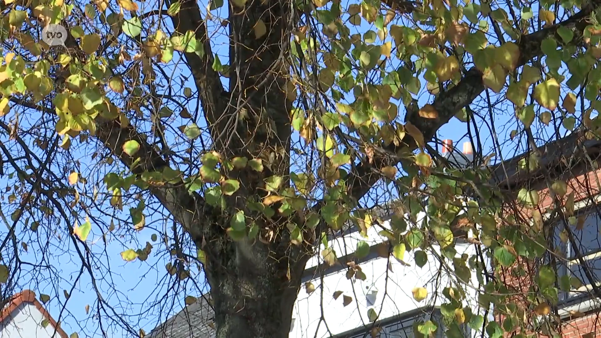 Nieuwe bomen voor het Vredeplein in Aalst, werken starten donderdag