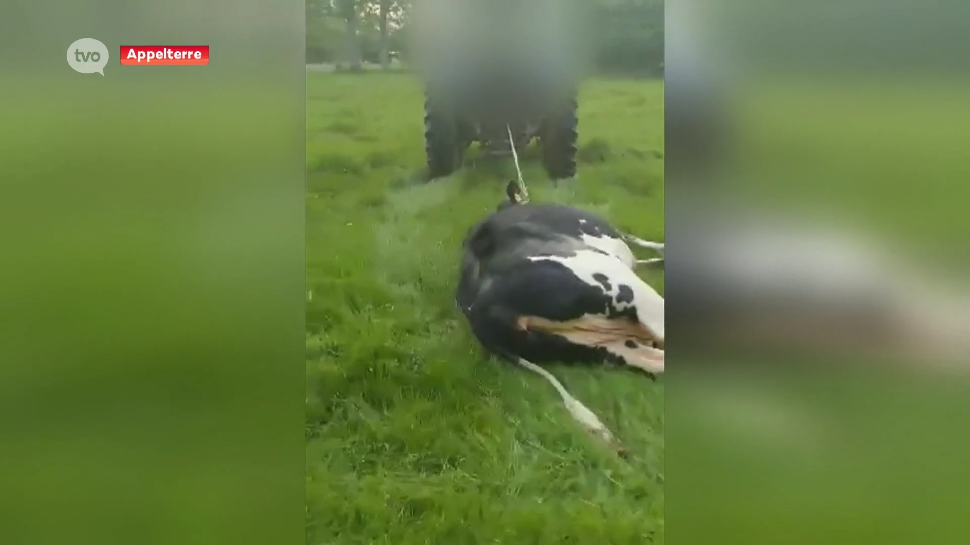 Hof van beroep veroordeelt landbouwers voor mishandelen van dieren