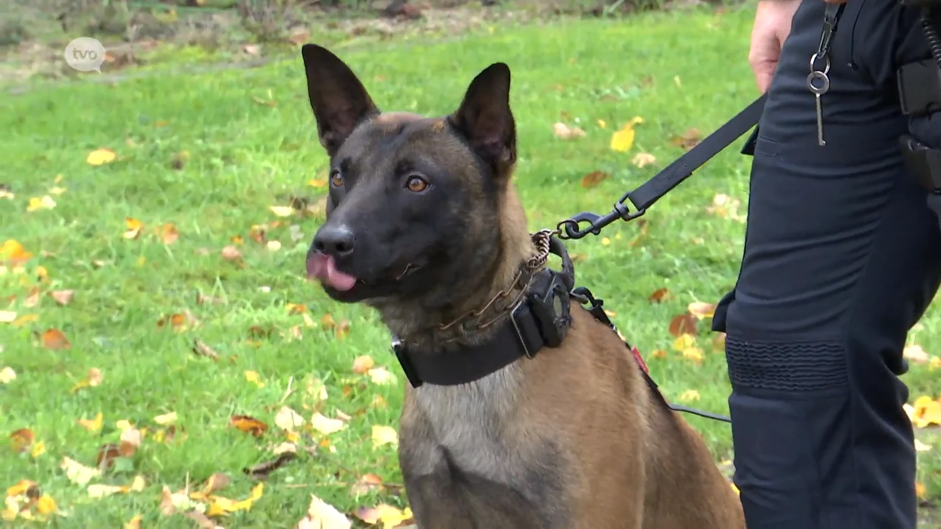 Politiekorps Sint-Niklaas krijgt tweede hond: "Als mensen een hond zien, beginnen ze te kalmeren"