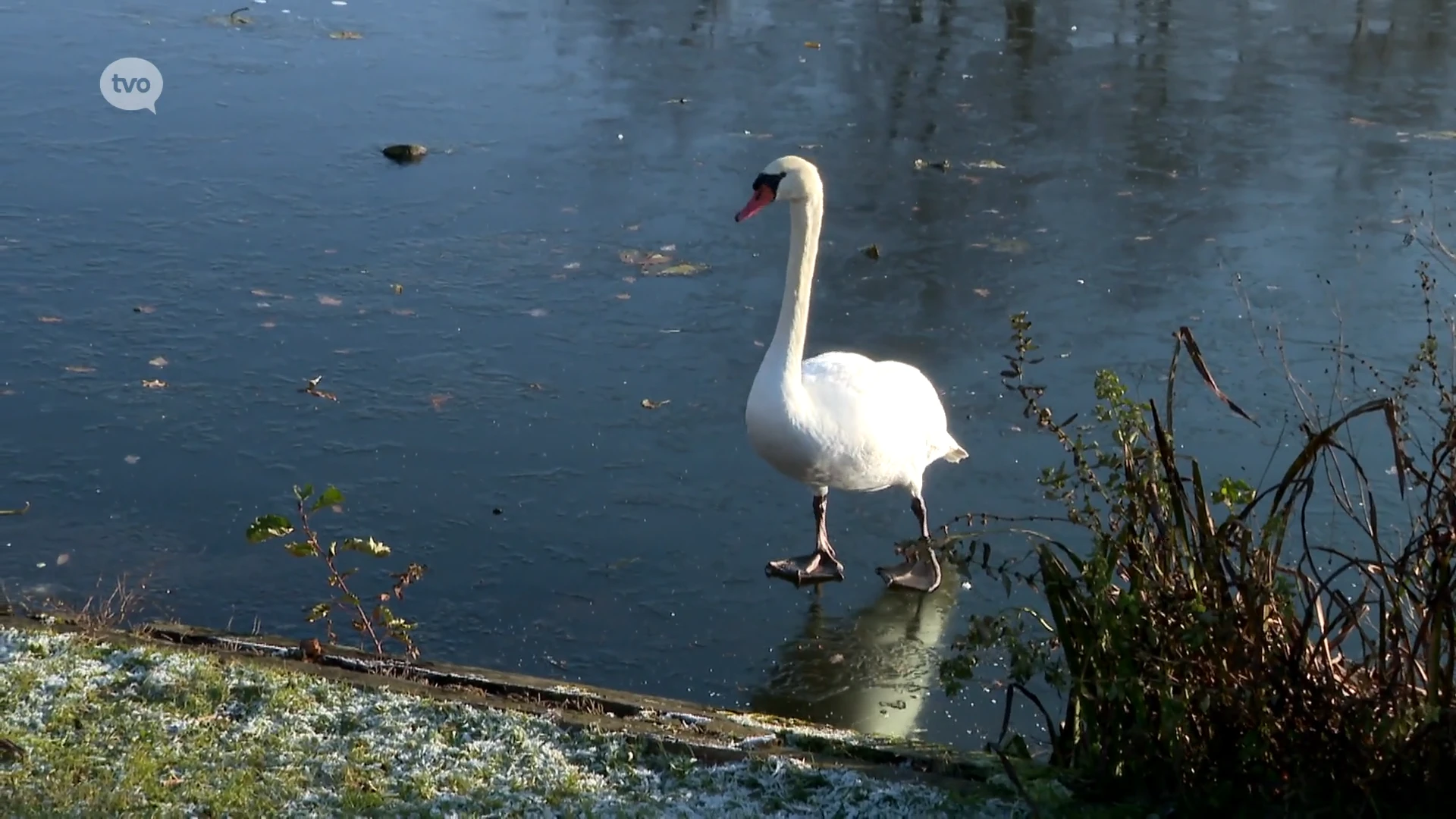 Wintersfeer in Berlare door eerste feeërieke ijslaagje op Donkmeer