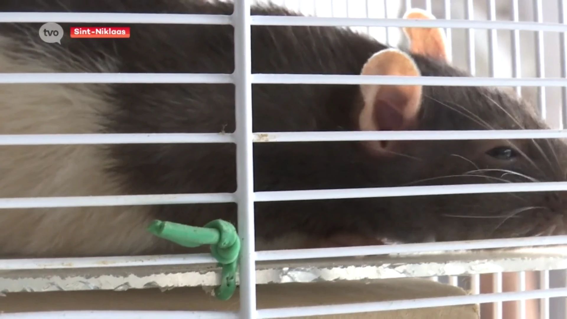 Studente Agro- en biotechnologie van Odisee Sint-Niklaas wint bachelorprijs met baanbrekend onderzoek met ratten