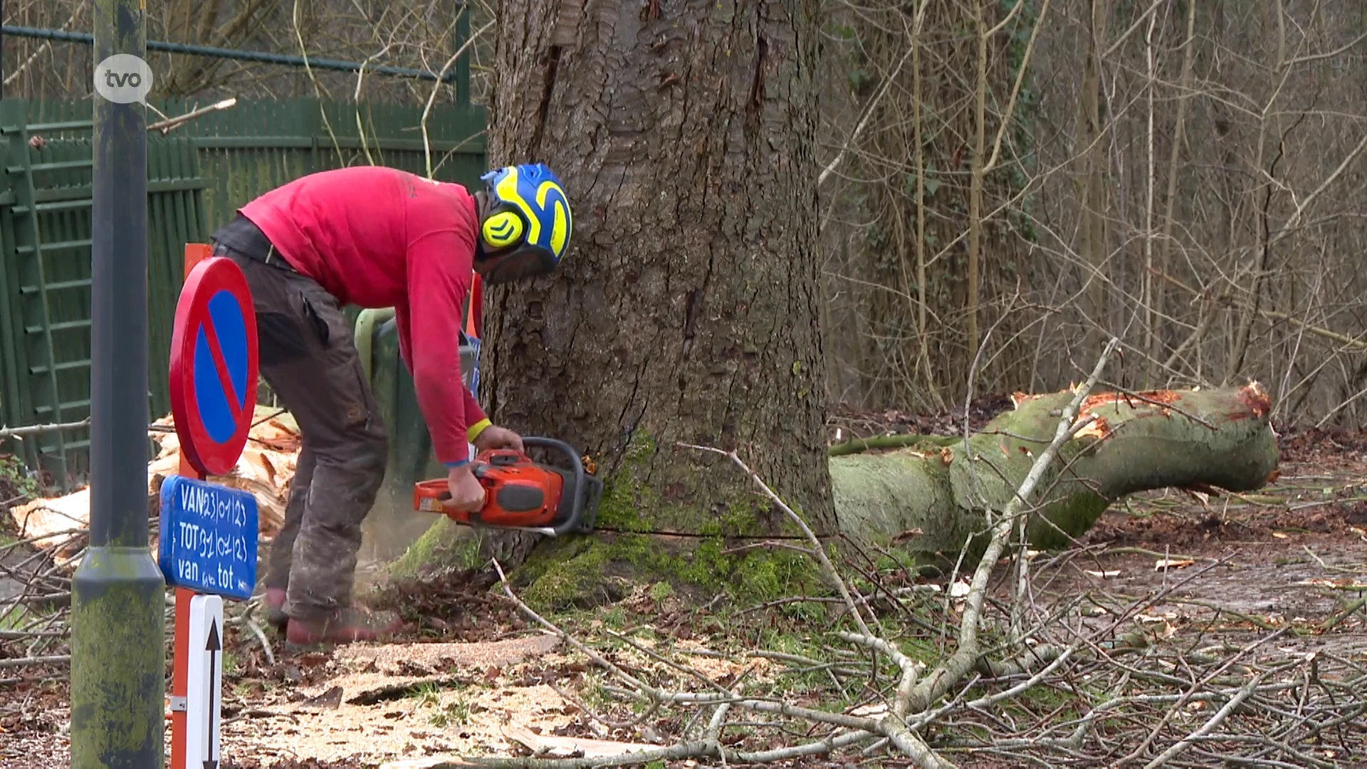 Paardenkastanjes van Frans Blanckaertdreef worden gerooid: "Er komen nieuwe bomen, de dreef is heilig voor ons"