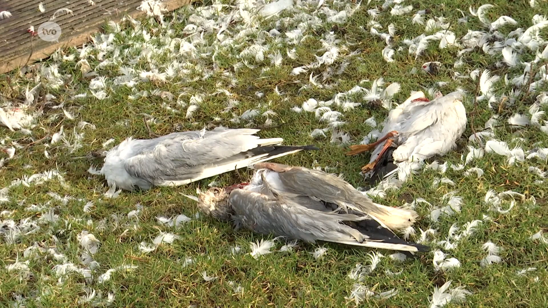 Tientallen dode kokmeeuwen op het Donkmeer: "Wellicht gestorven aan vogelgriep"