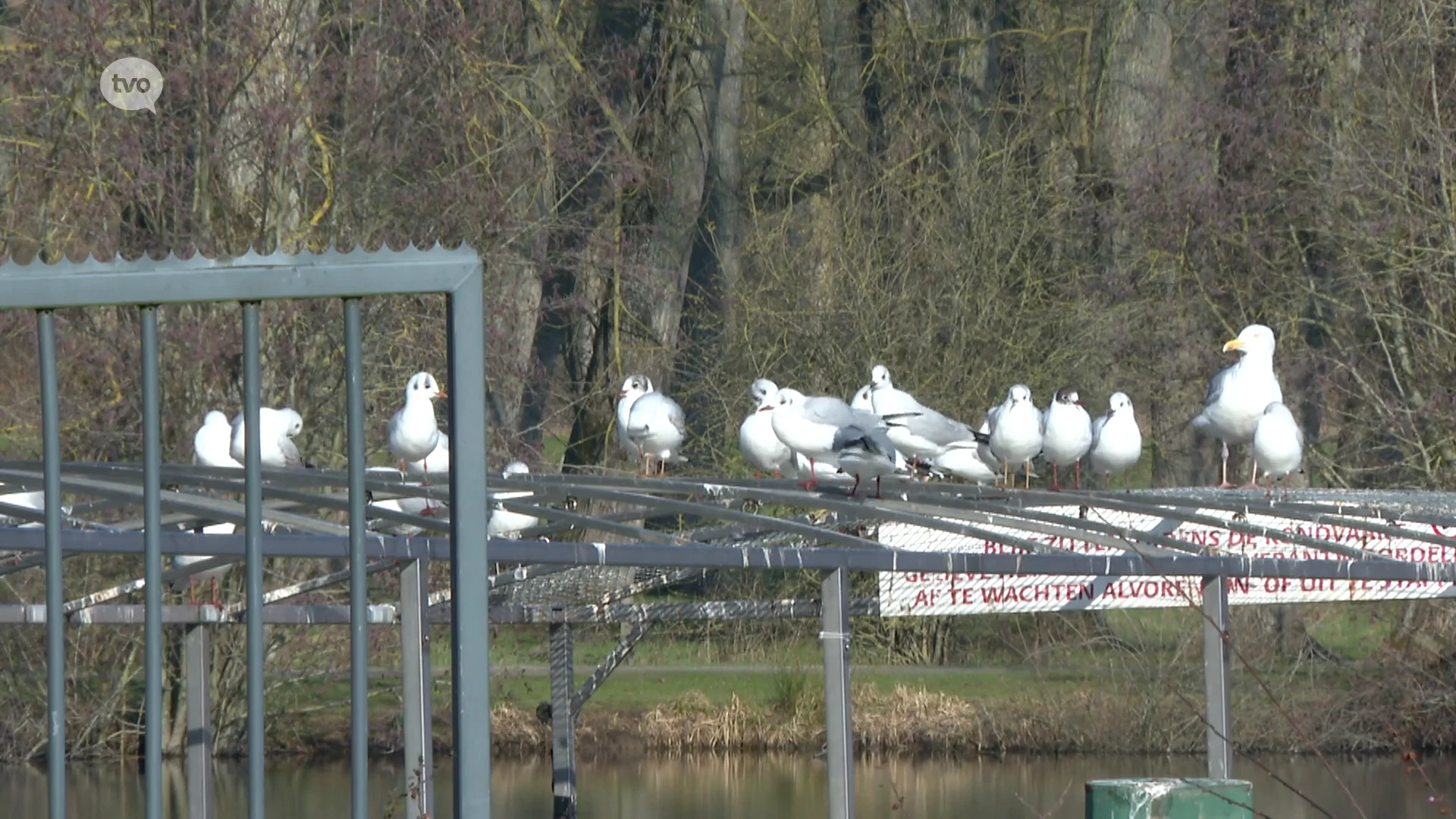 Steven Van Gucht over vogelgriep in Baardegem: "Geen reden tot ongerustheid"