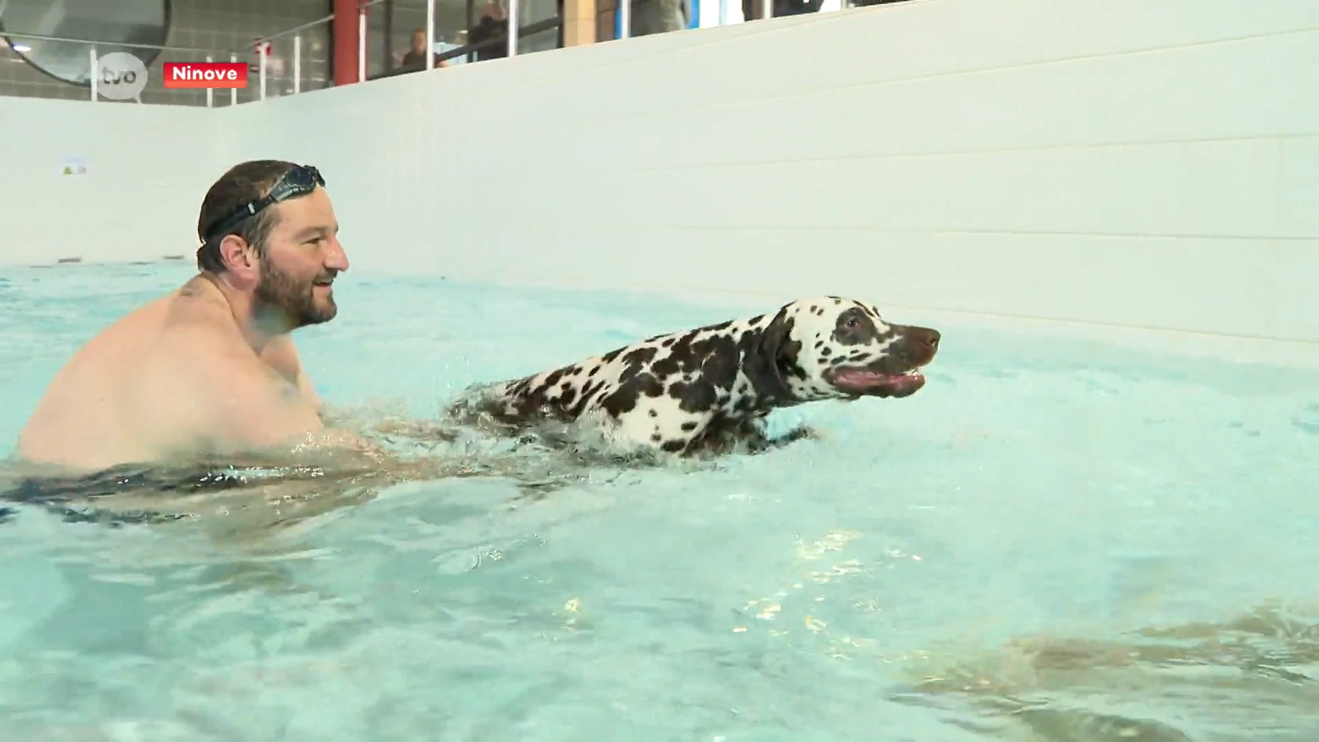 Honden mogen laatste duik nemen in zwembad Ninove, dat 16 maanden dicht gaat