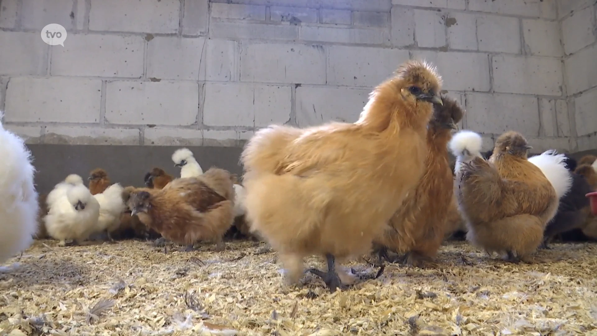 Vogelgriep rond Baardegem verdwenen, geen ophokplicht meer