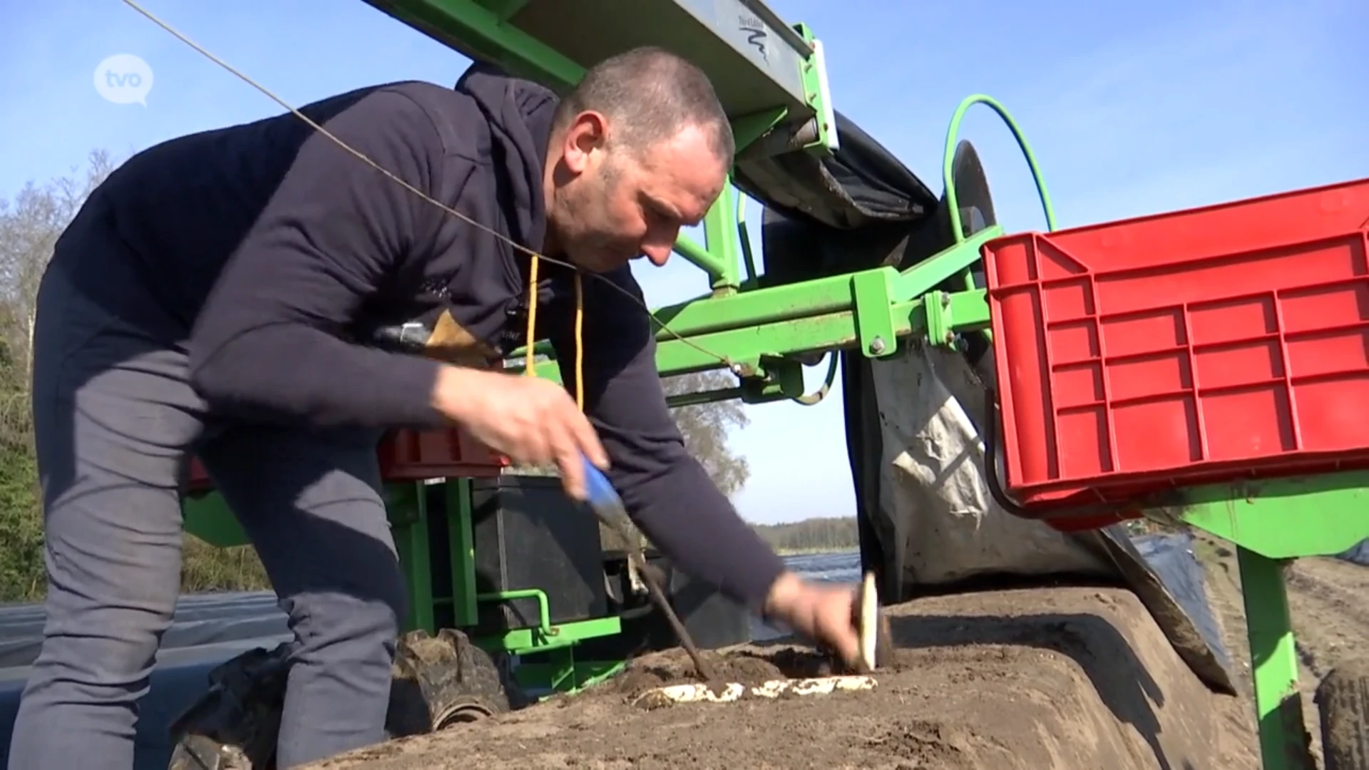 Eerste zonnewarmte zorgt ook voor eerste asperges uit volle grond in Stekene