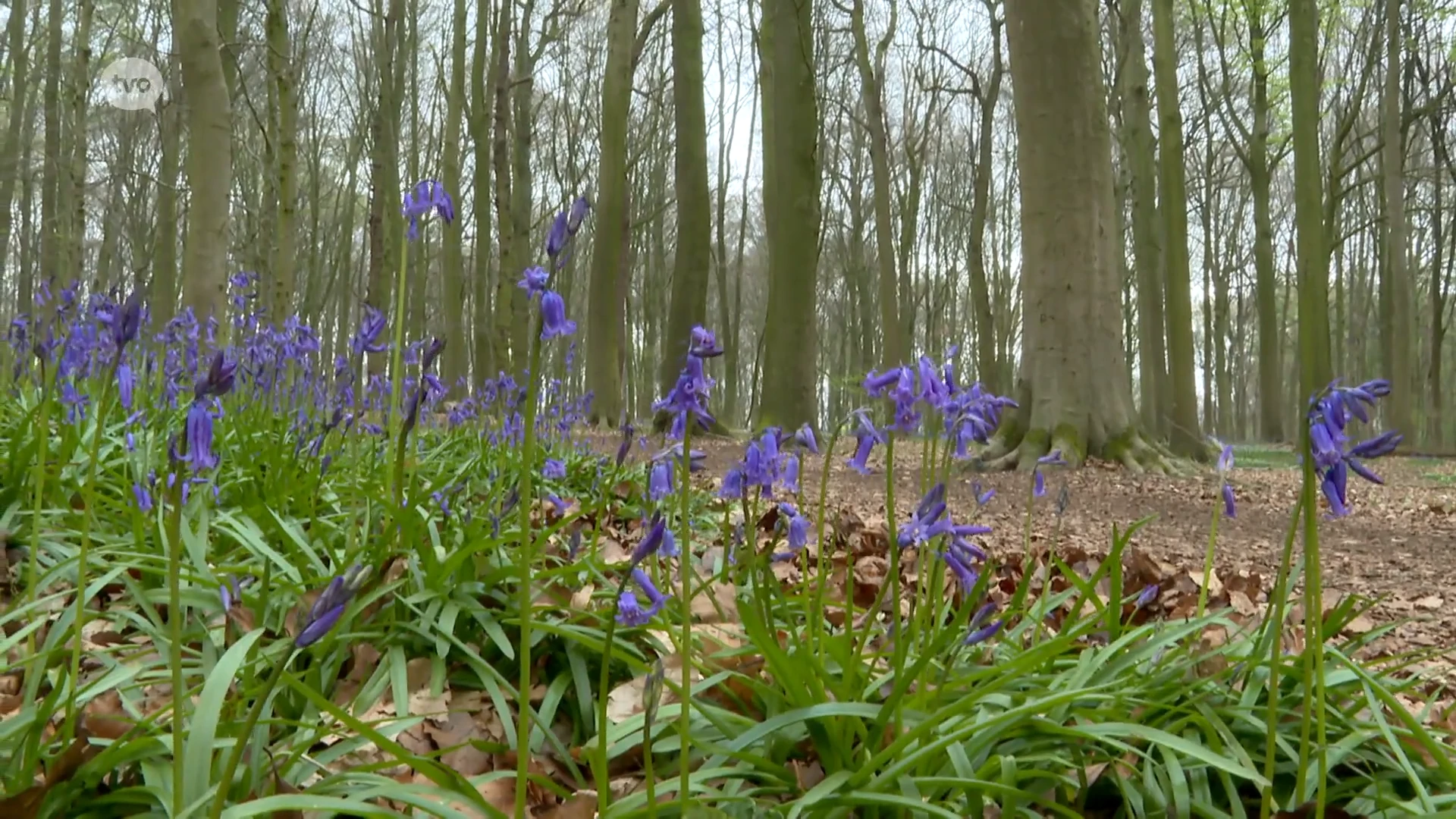 Wilde boshyacint opnieuw in volle bloei te bewonderen, ook in Neigembos