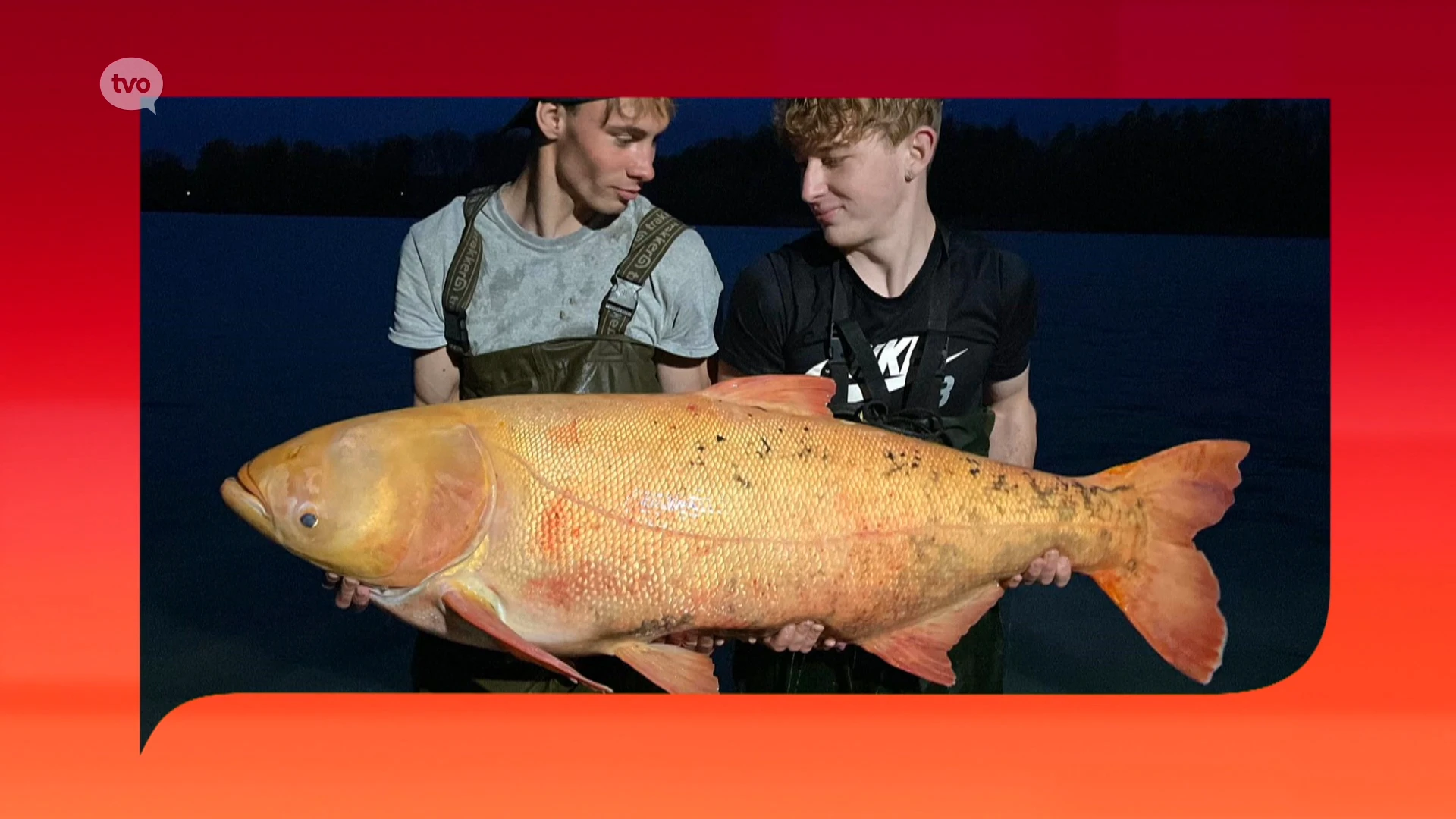 Jelle en Yarne haalden deze kolos uit het water en hopen op een Belgisch record