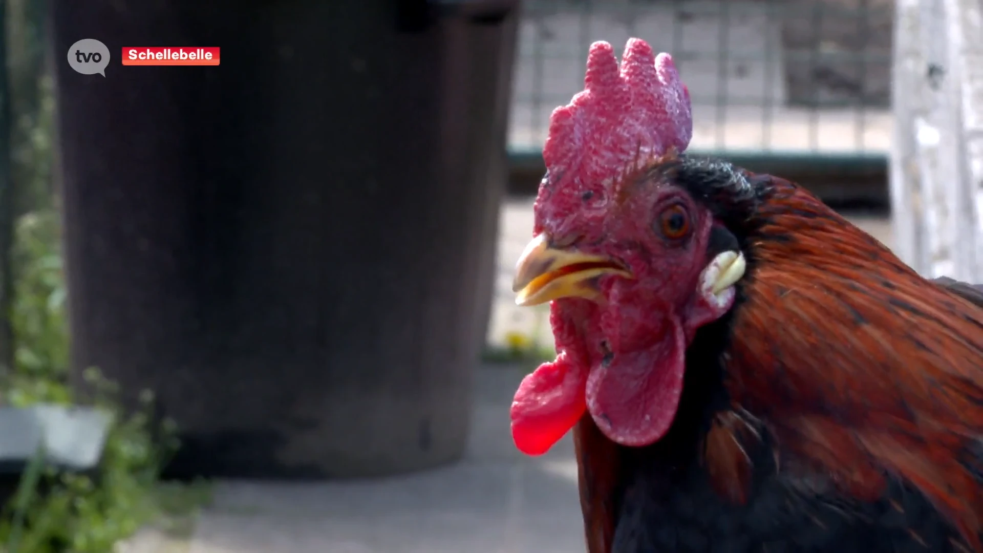 Pluimveehouders met handen in het haar na veroordeling voor overlast