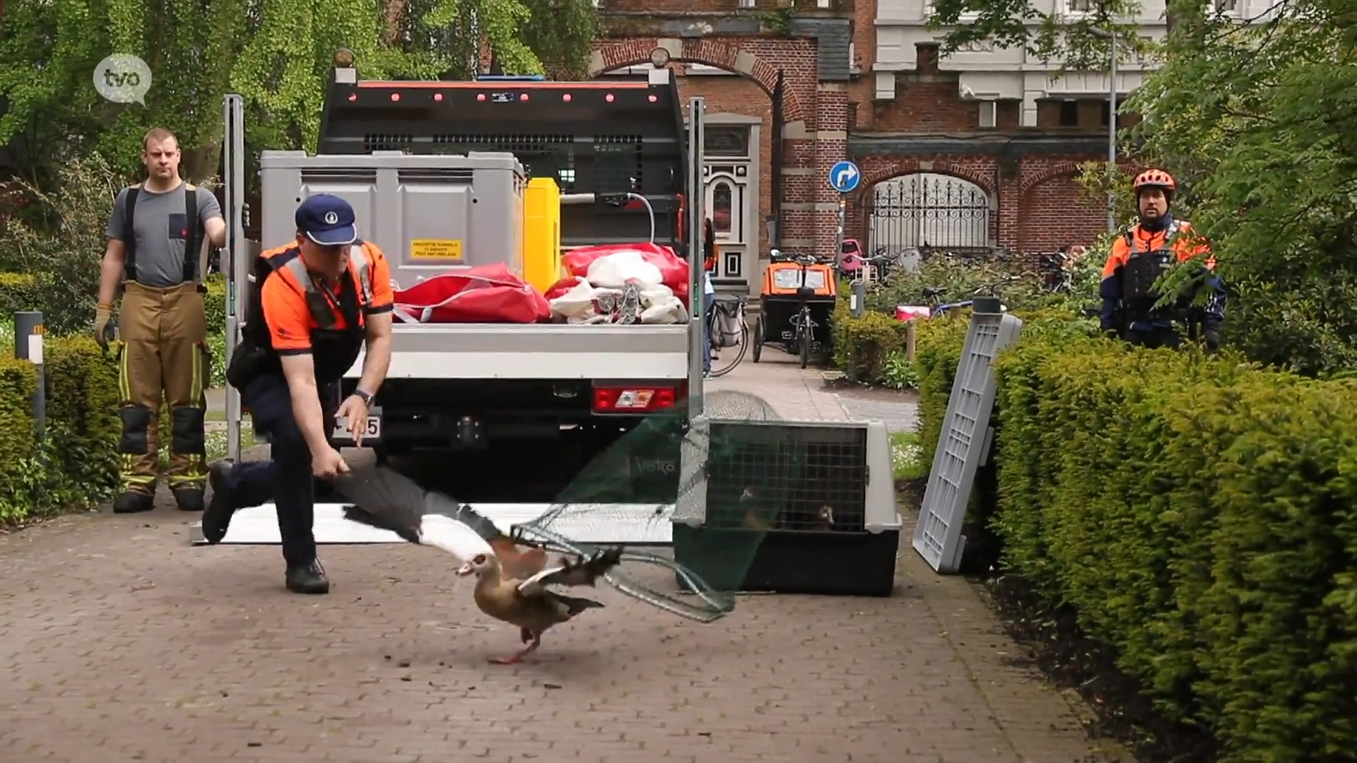 Koppel agressieve nijlganzen valt voorbijgangers aan in Sint-Niklaas stadspark