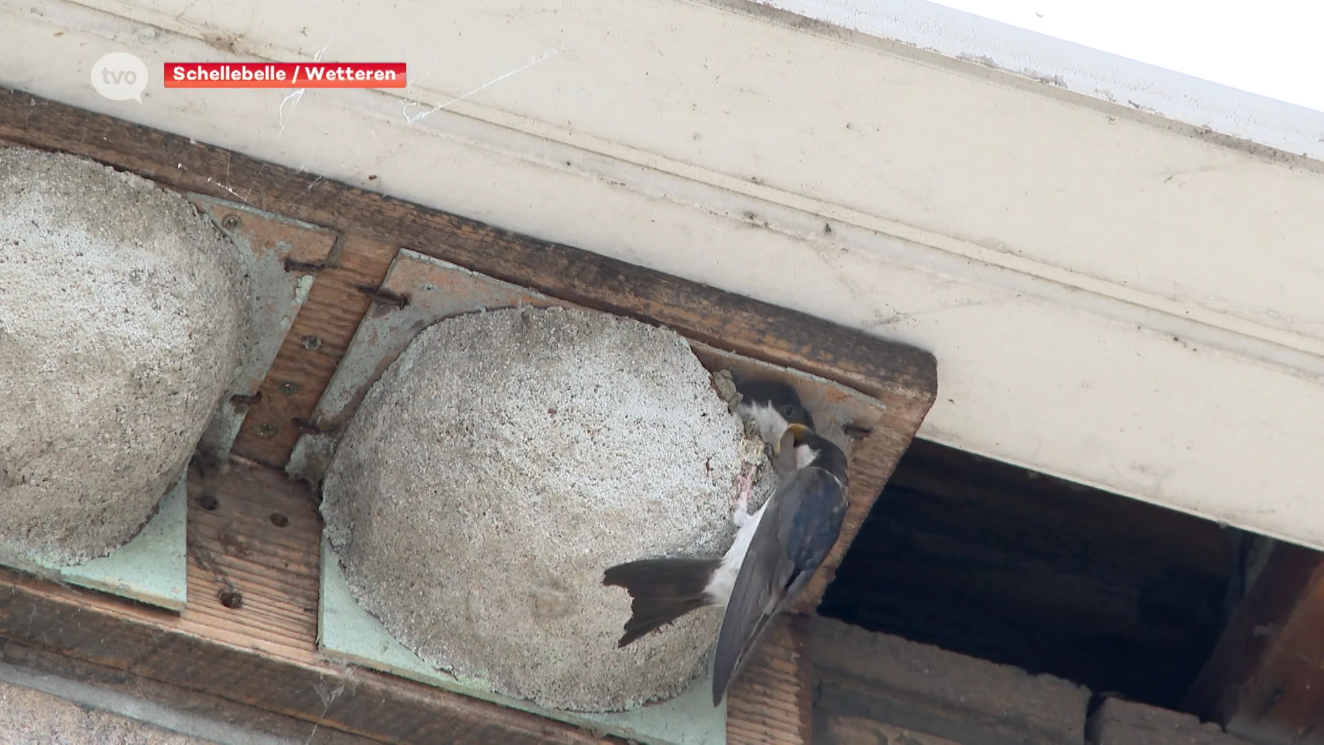 Wetteren en Schellebelle hebben grootste huiszwaluwkolonies van Vlaanderen