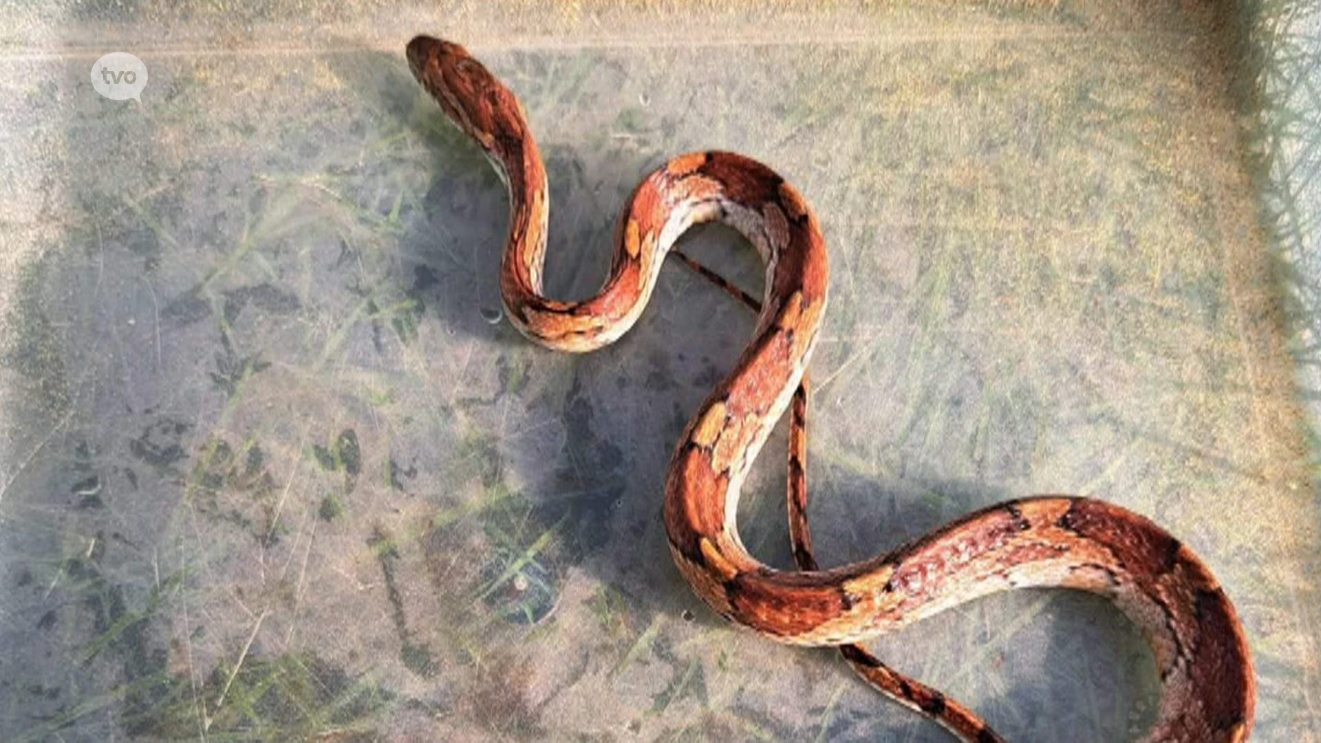 Gezin uit Bazel staat oog in oog met uitgehongerde slang in de tuin, dier ondertussen overleden