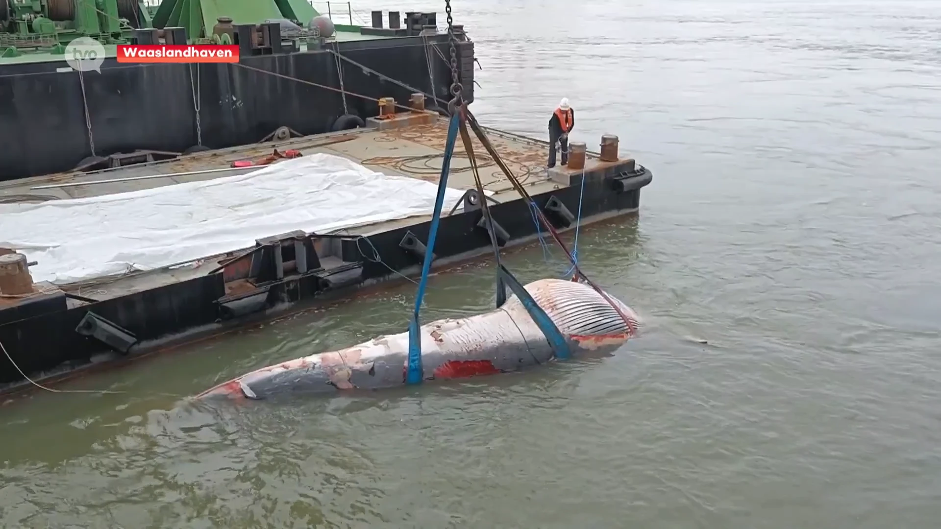 Kadaver van vinvis spoelt aan in Deurganckdok: "Zeer uitzonderlijk, geleden van 2009 in Haven van Antwerpen"