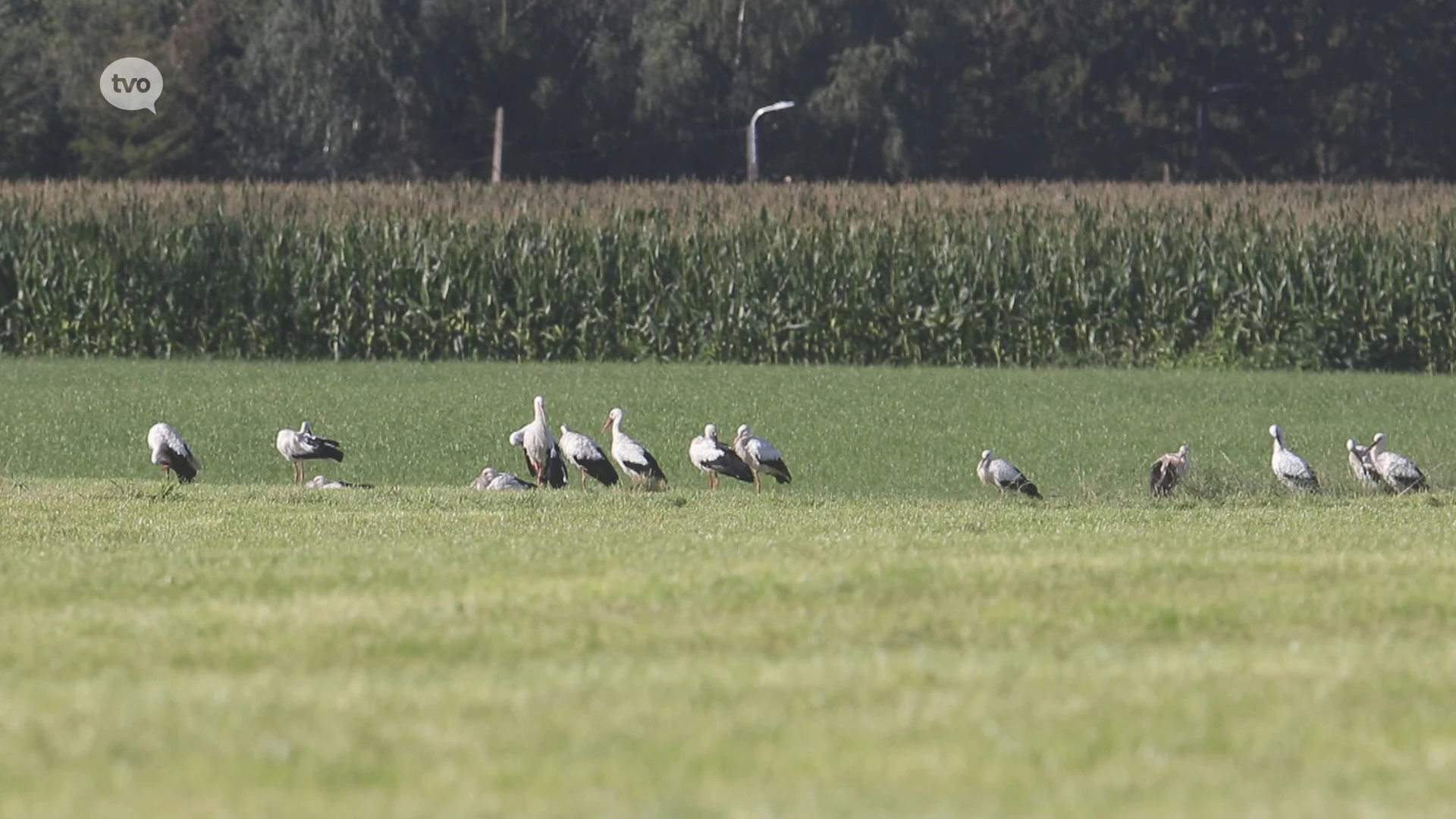 Tientallen ooievaars overnachten tijdens trek naar het zuiden in Haasdonk