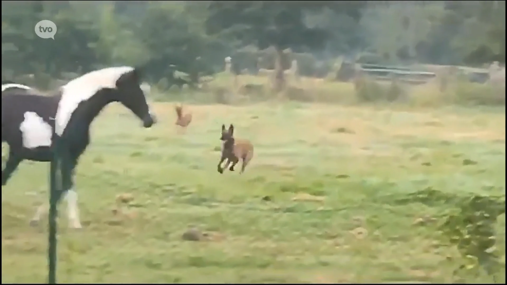 Voorlopig nog geen spoor van Mechelse "wolfs"honden in Waasland