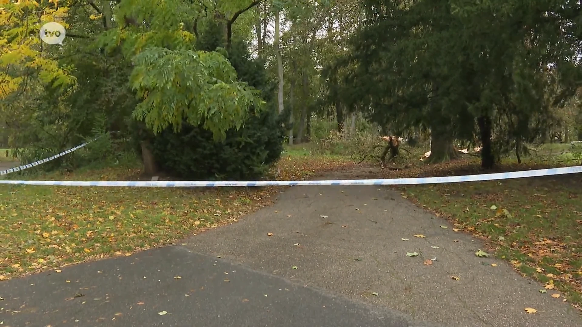 Storm Ciarán eist twee mensenlevens: kleuter (5) sterft onder zware tak, wandelaar overlijdt onder boom