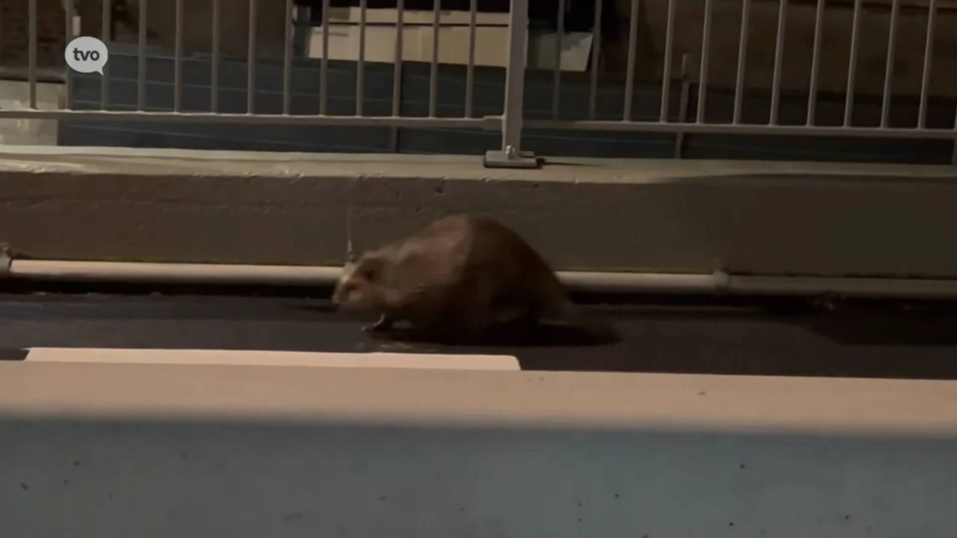 Volwassen bever dwaalde gisterenavond rond in Aalst