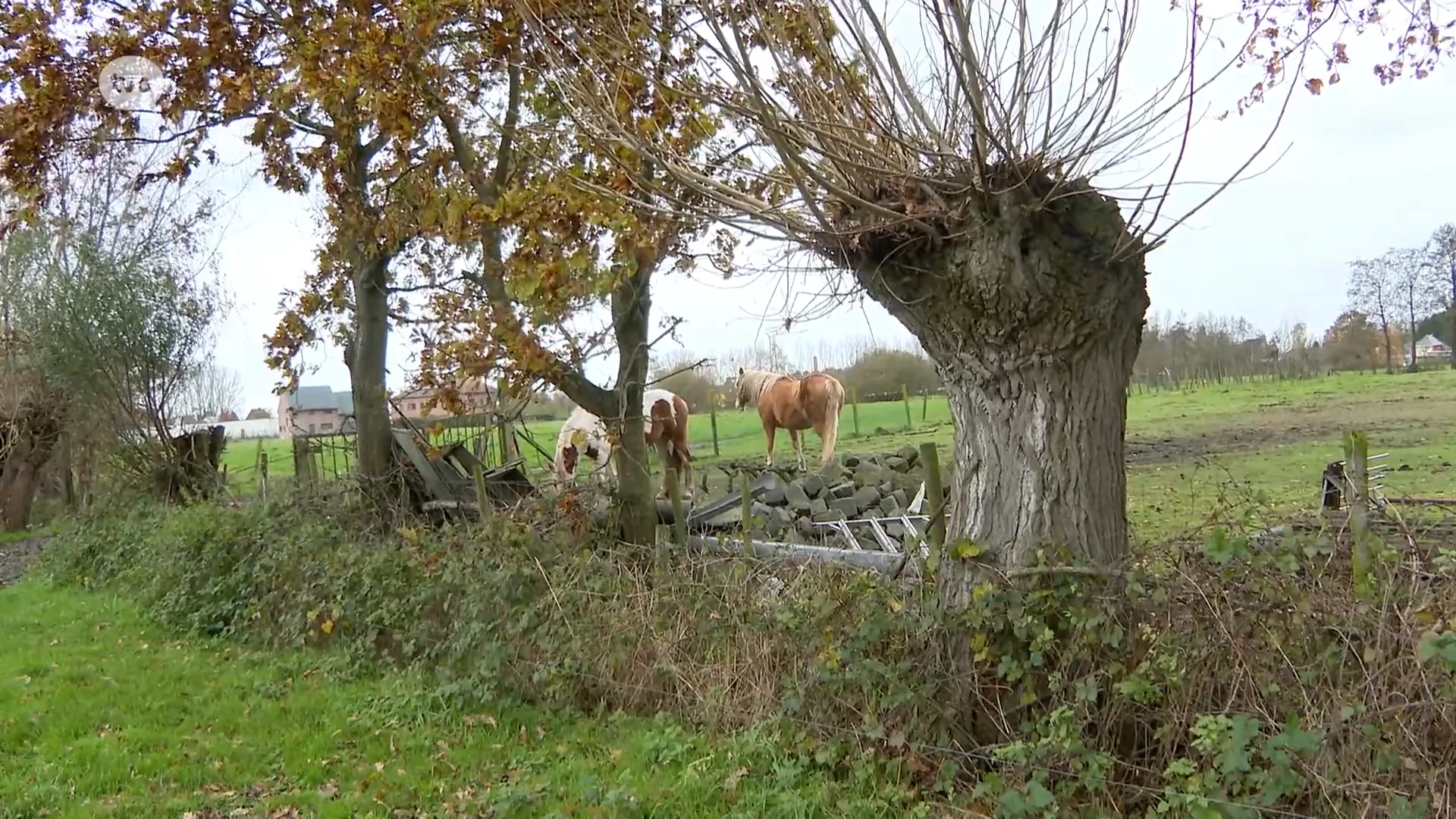 Ligt de mooiste koeienweide in Kalken? Bioboerderij Rooms-Kusé is Oost-Vlaams laureaat