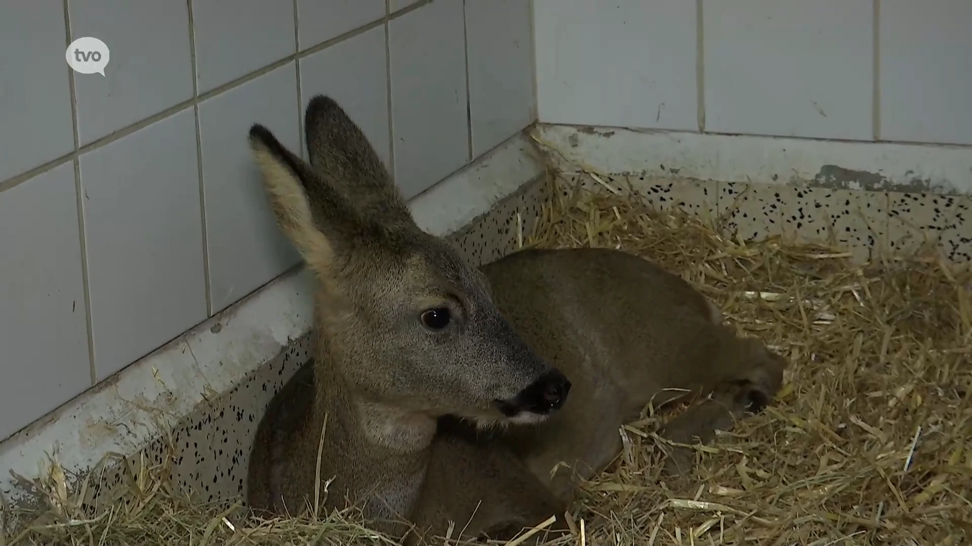 Al meer dan een verdubbeling van opgevangen reeën dit jaar bij SOS Wilde Dieren