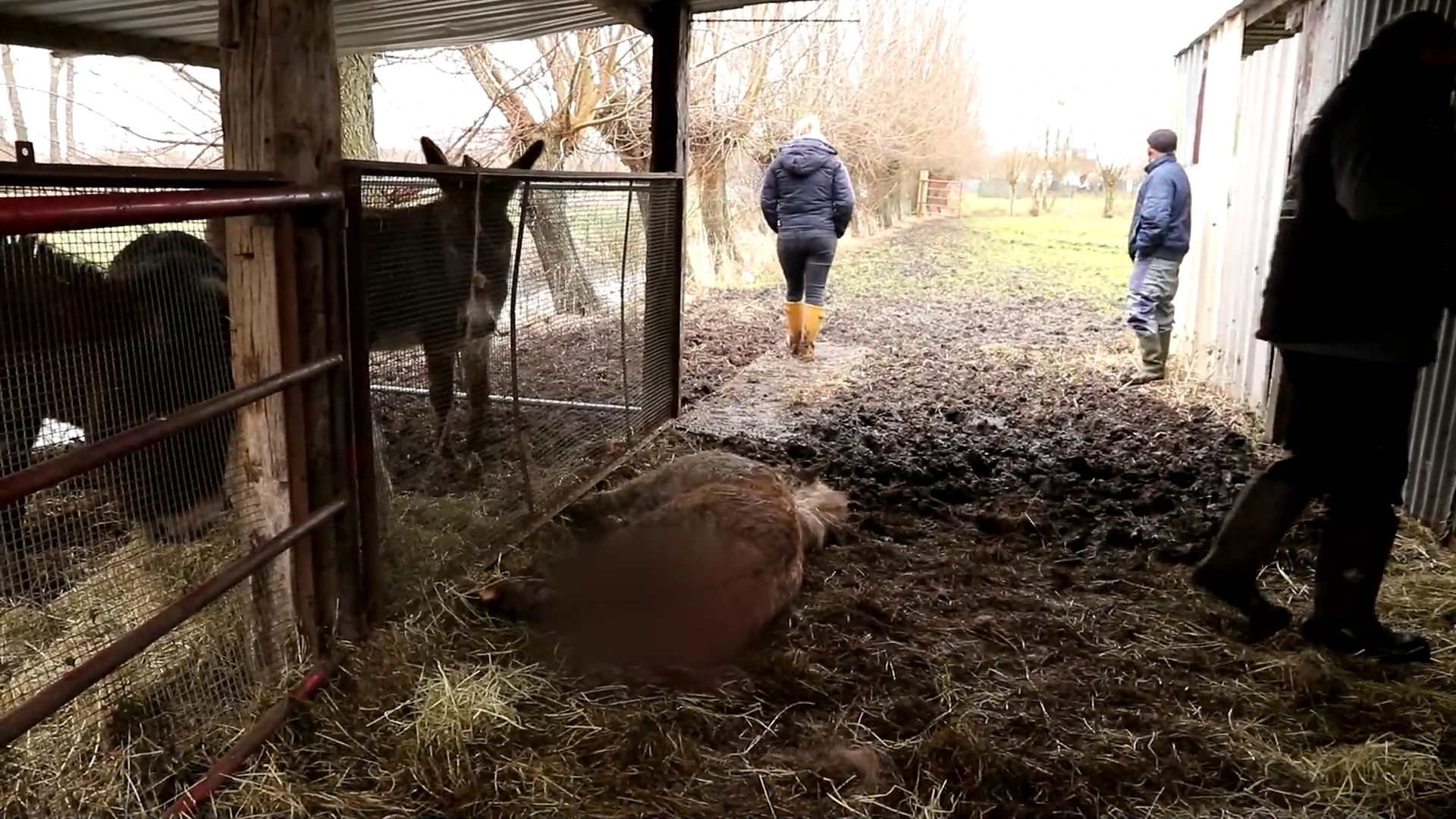 Honden die dieren doodbeten in Waasmunster en Sint-Niklaas weggehaald bij baasjes: "Rust kan terugkeren"