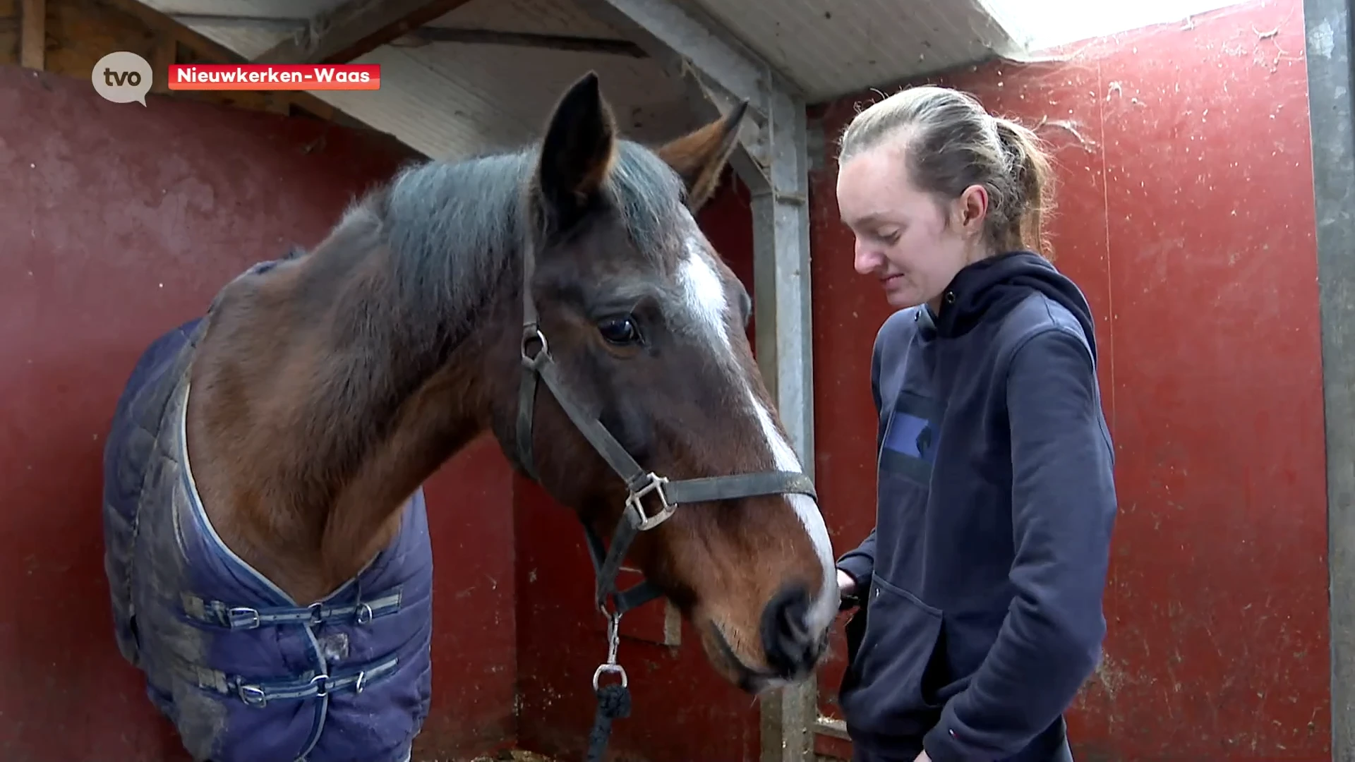 Paard zwaargewond nadat jongeren met bommetjes gooien: "Quibelle lag 14 uur lang op de grond, in shock"