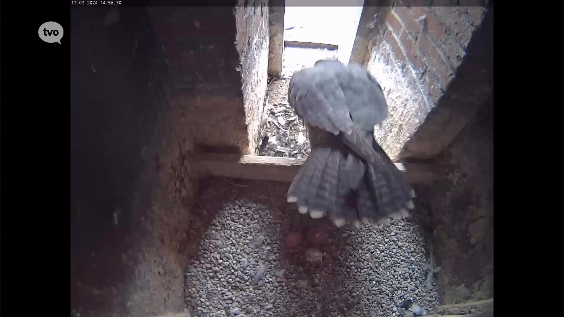 Opnieuw eieren in nest van slechtvalken in toren van Sint-Gertrudiskerk in Wetteren