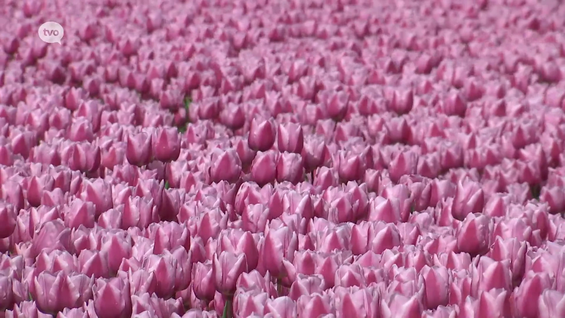 Nederlandse tulpen kleuren Meerdonk opnieuw: "Maar pluk ze niet en trap ze niet plat"
