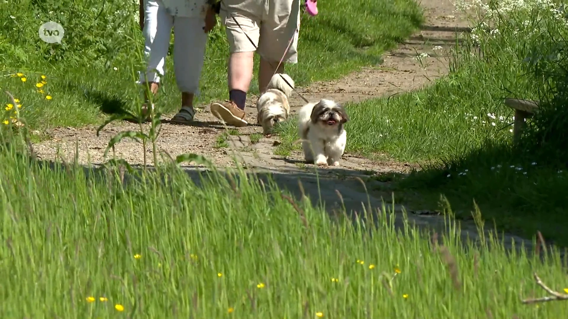 Denderleeuw vraagt baasjes om honden aan de leiband te houden