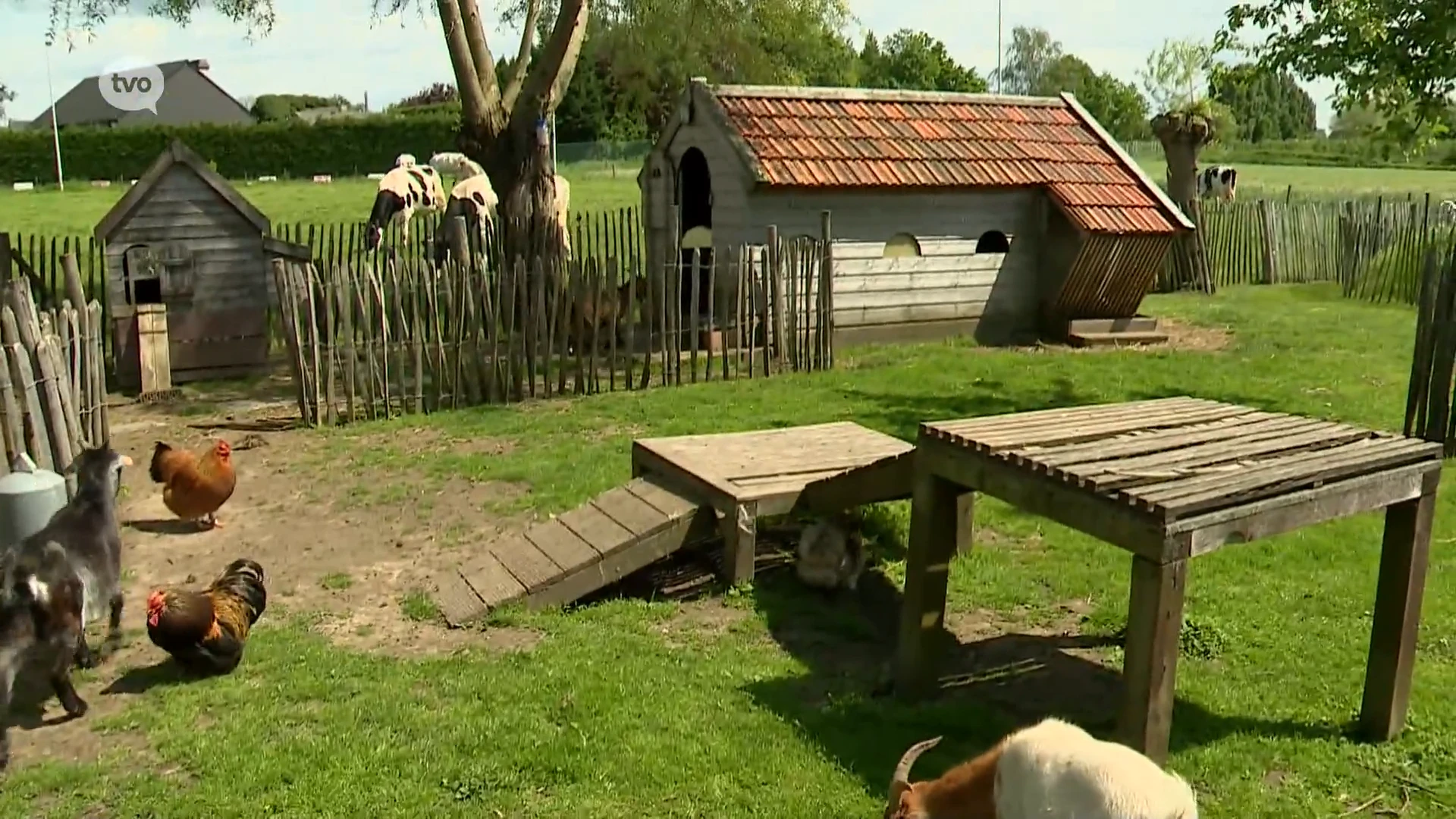 3M laat moestuinen en kippenrennen saneren in delen van Zwijndrecht en Melsele