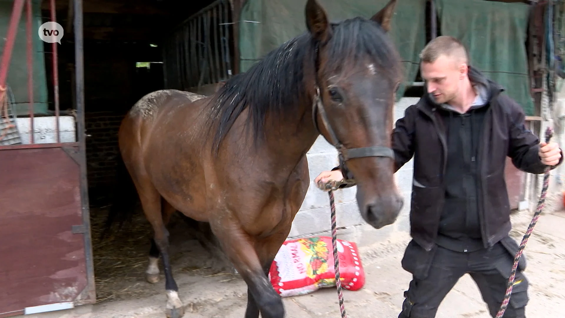 Uitgebroken paard sterft na aanrijding op Europaweg in Oombergen, bij Zottegem