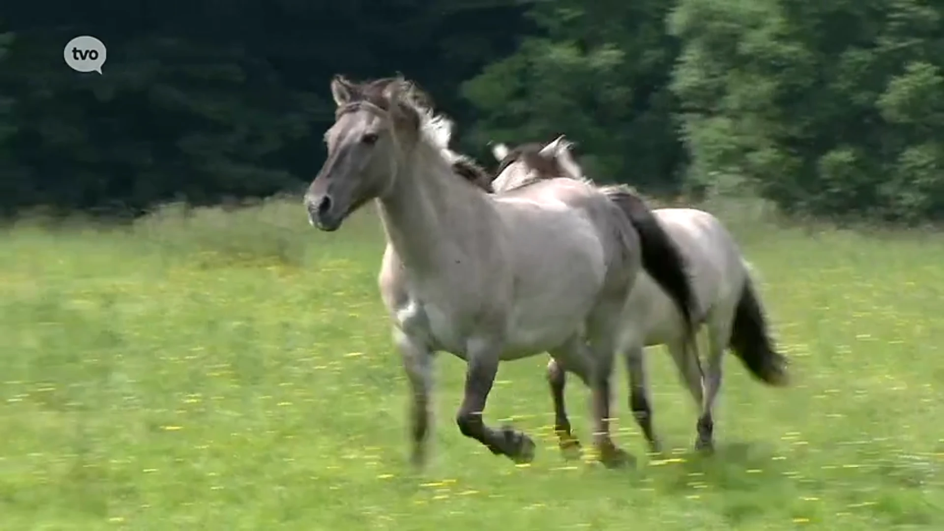 Osbroek heeft met Konikpaarden nieuwe bewoners: “Binnenkort komt er zelfs een veulentje bij”