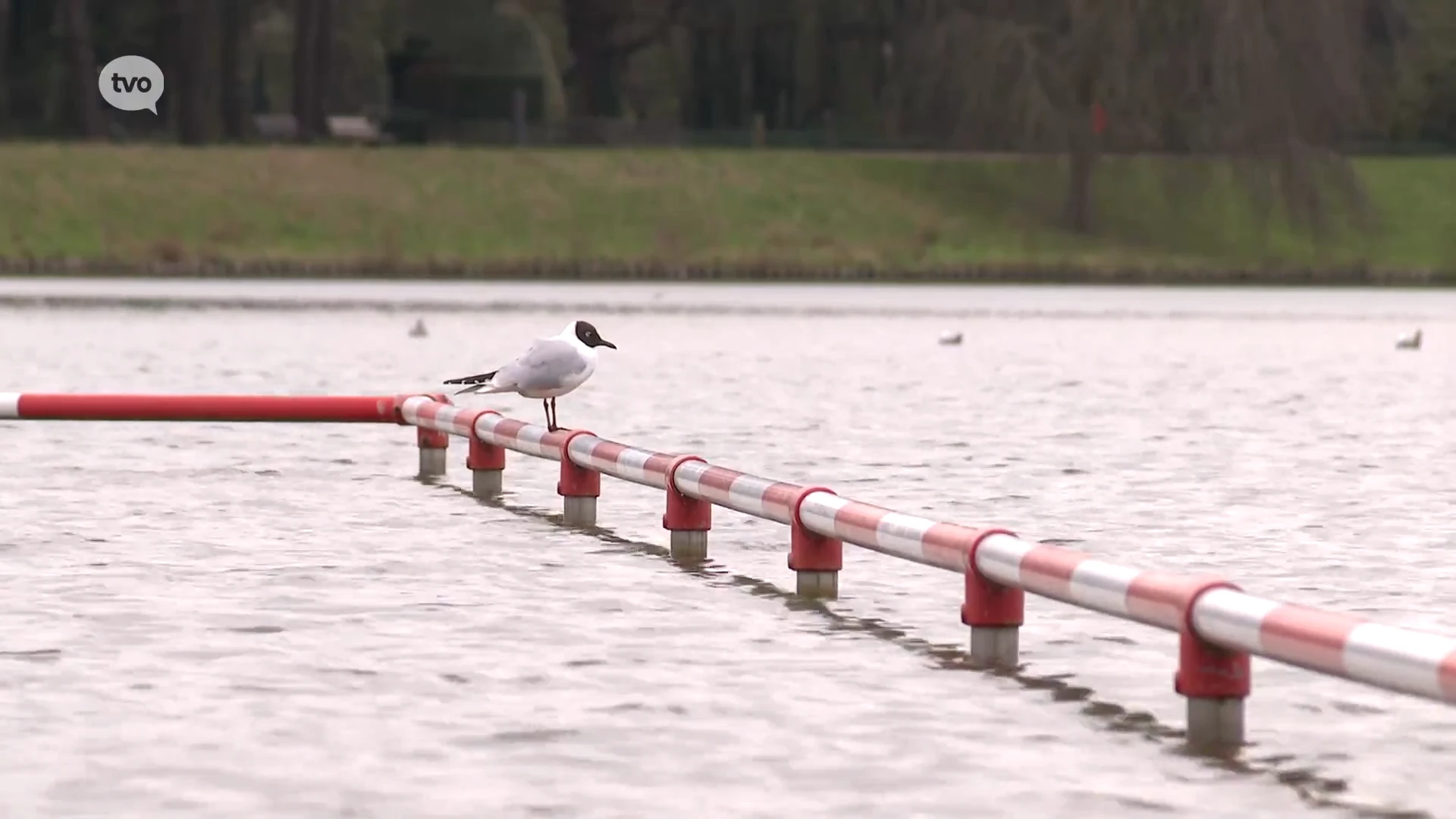 Geen blauwalg meer in zwemvijver van De Ster in Sint-Niklaas, zwemmen kan weer