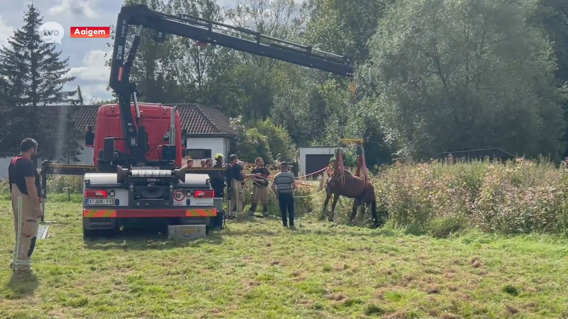 Kar en twee paarden in de gracht in Aaigem, brandweer snelt te hulp