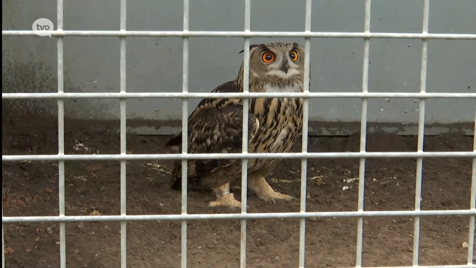 Vogelopvangcentrum gaat twee wilde oehoes vrijlaten in Buggenhoutbos