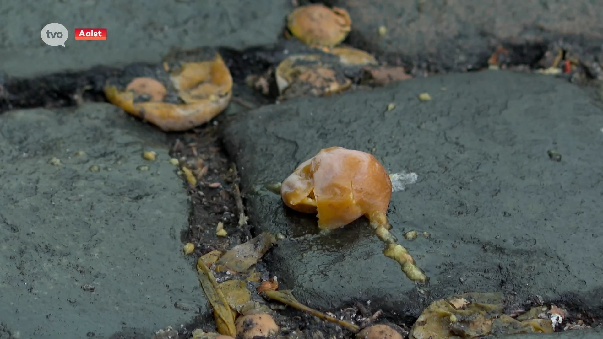 De Gingkgo Biloba, ook wel de 'stinkpruimboom' genoemd, zorgt voor geurhinder in Aalst