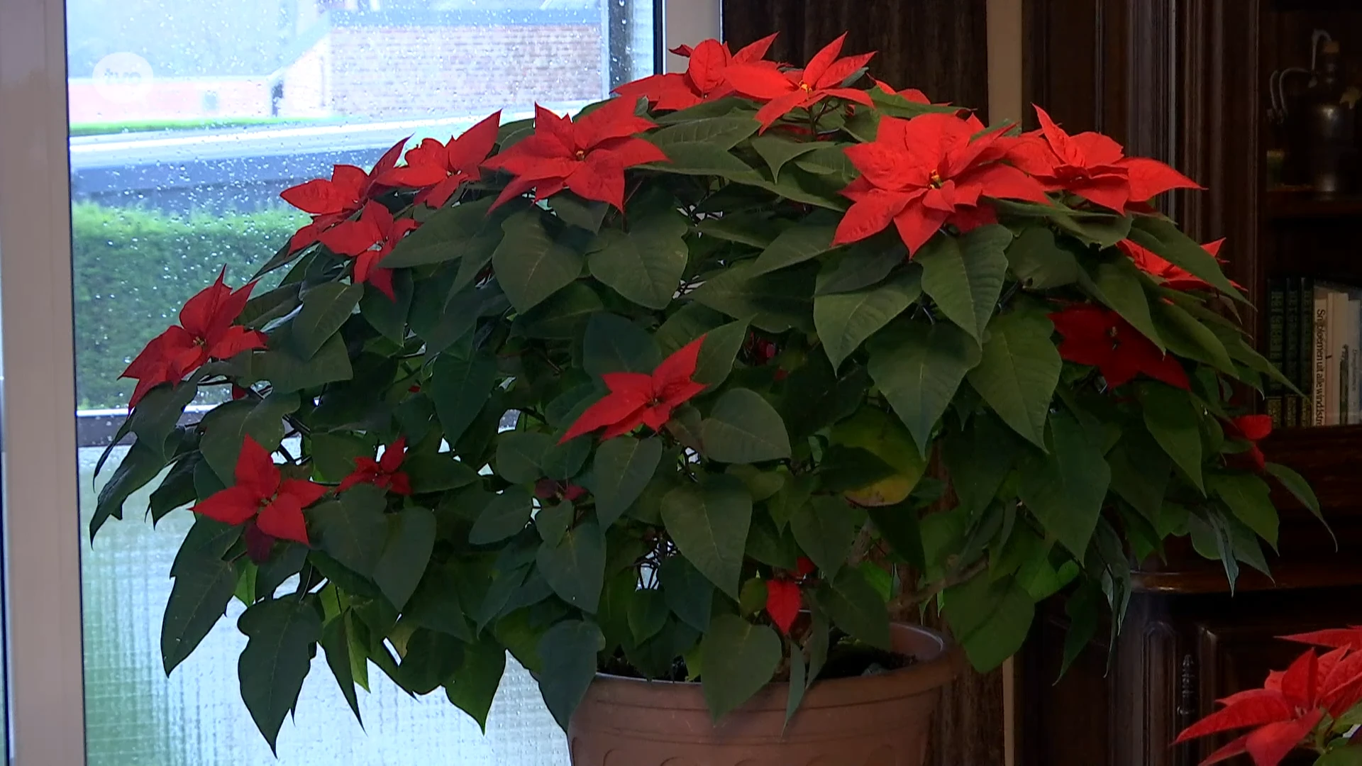 Bloemen- en plantenliefhebber Jef uit Herzele heeft kerstroos met wel 30 bloemen