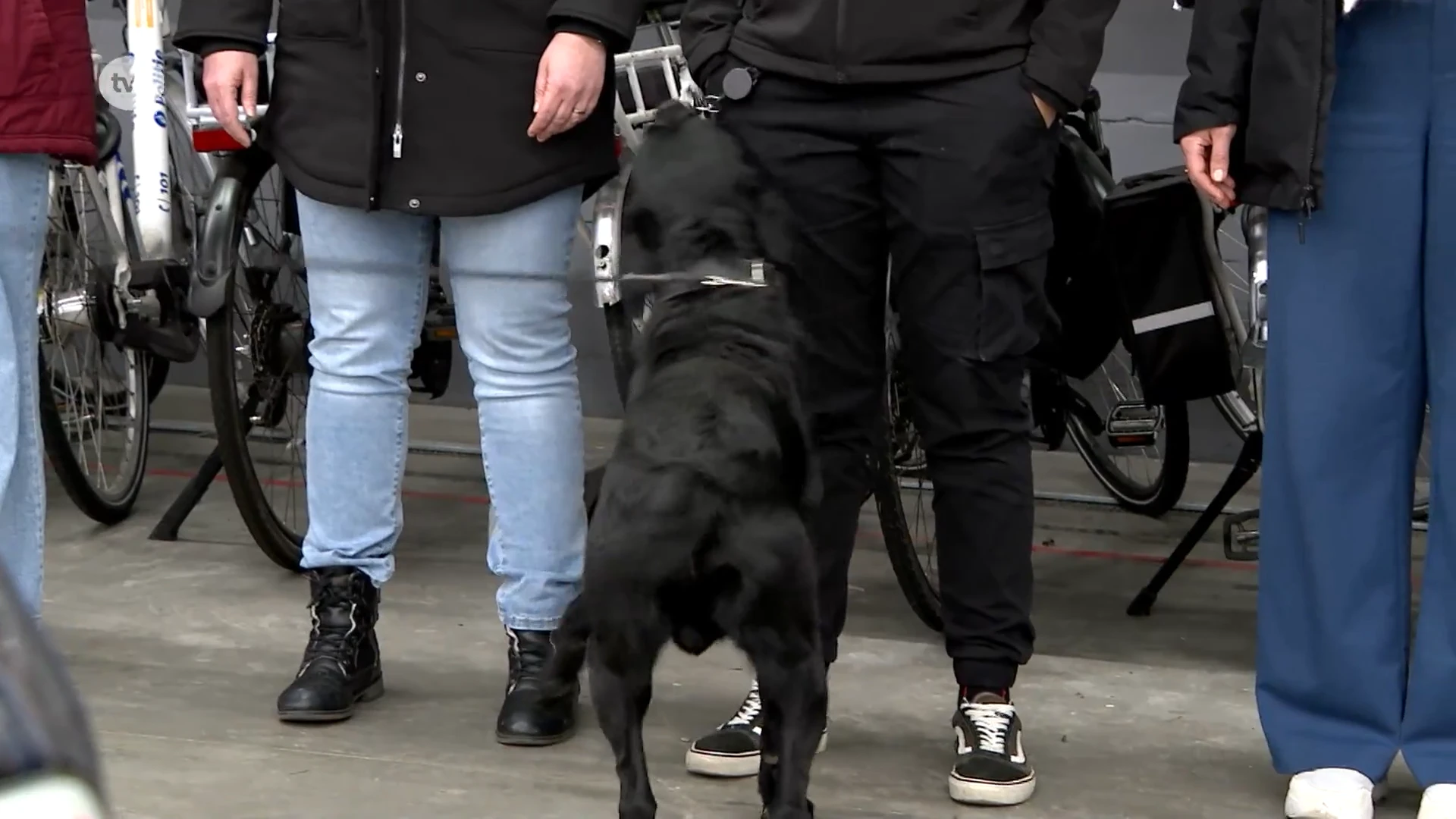 Politie Aalst zet stille drugshond Vent voor het eerst in tijdens controle in horeca