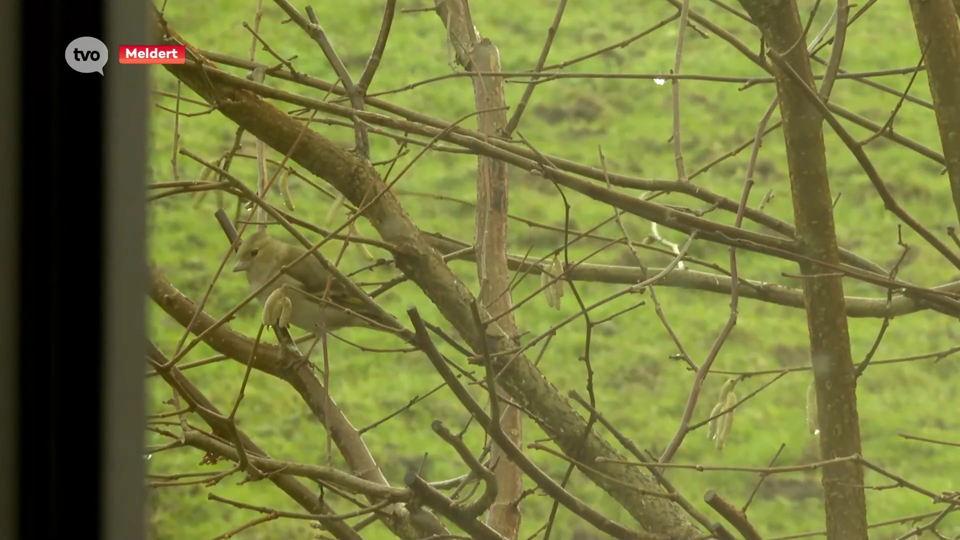 Koen en zijn kinderen zoeken naar vogels in de tuin tijdens vogeltelweekend: "Soms heb je geluk, soms zie je een halfuur niets"