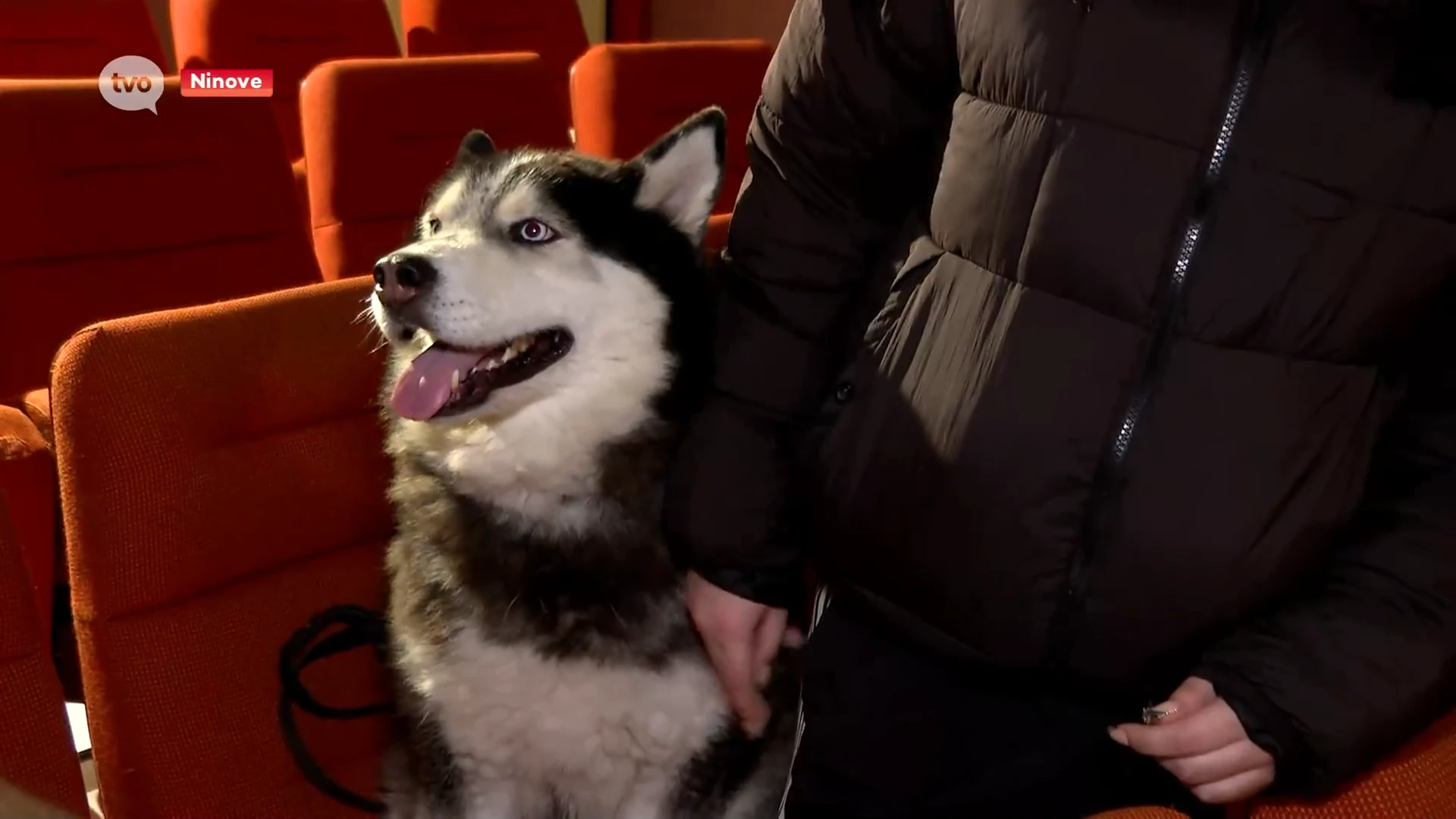 Tientallen honden trekken naar Cinema Central in Ninove, voor hondenfilm: "Zolang ze snoepjes krijgt, blijft ze braaf"