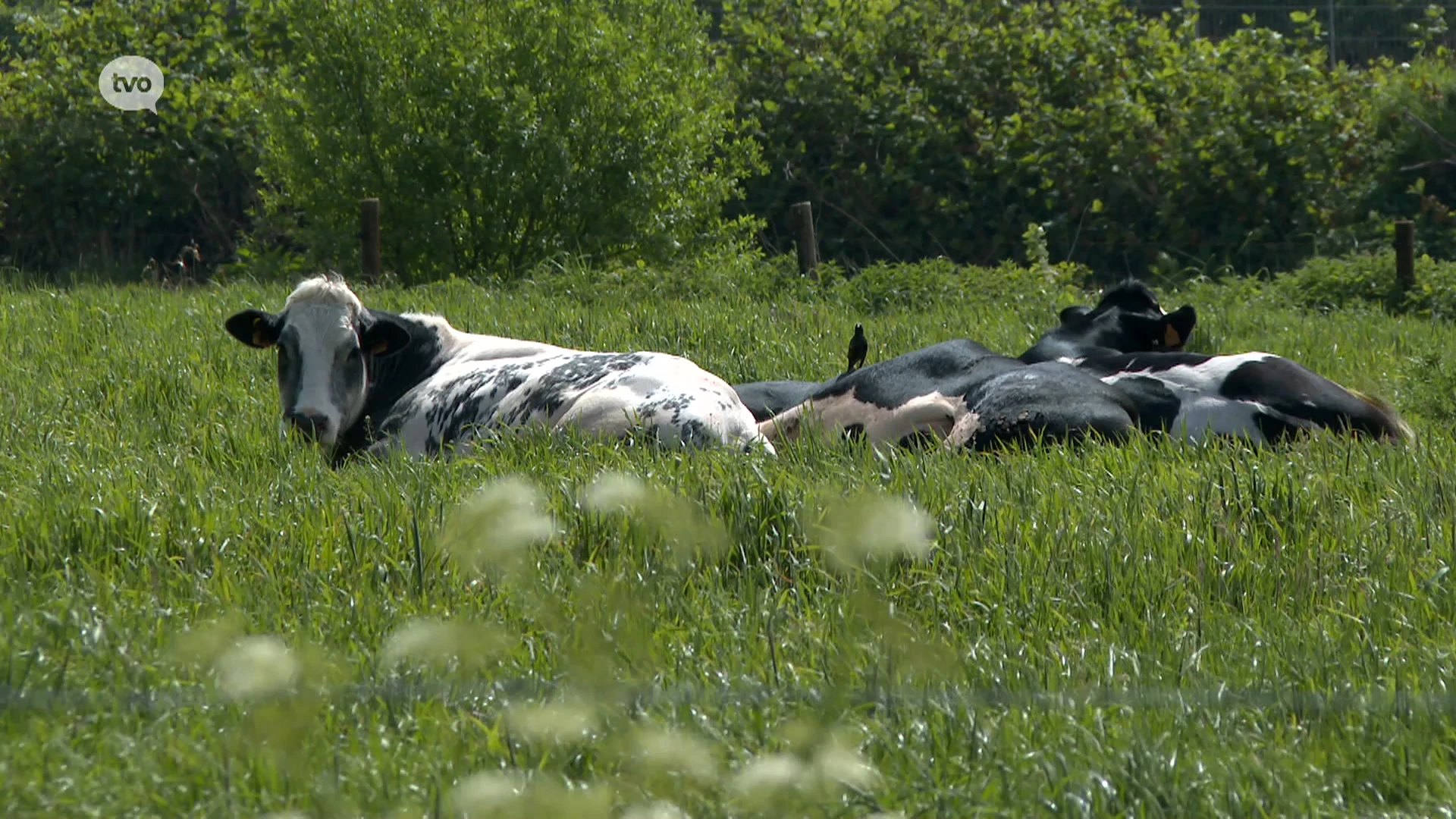 Boerenbond vraagt uitwerking van PFAS-herstelfonds voor noodlijdende veeboeren in Verdronken Land van Saeftinghe