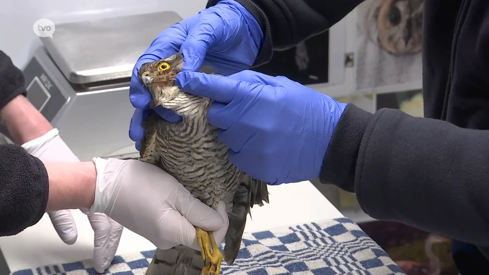 Toename van wilde vogels met vogelgriepsymptomen bij opvangcentrum in Merelbeke