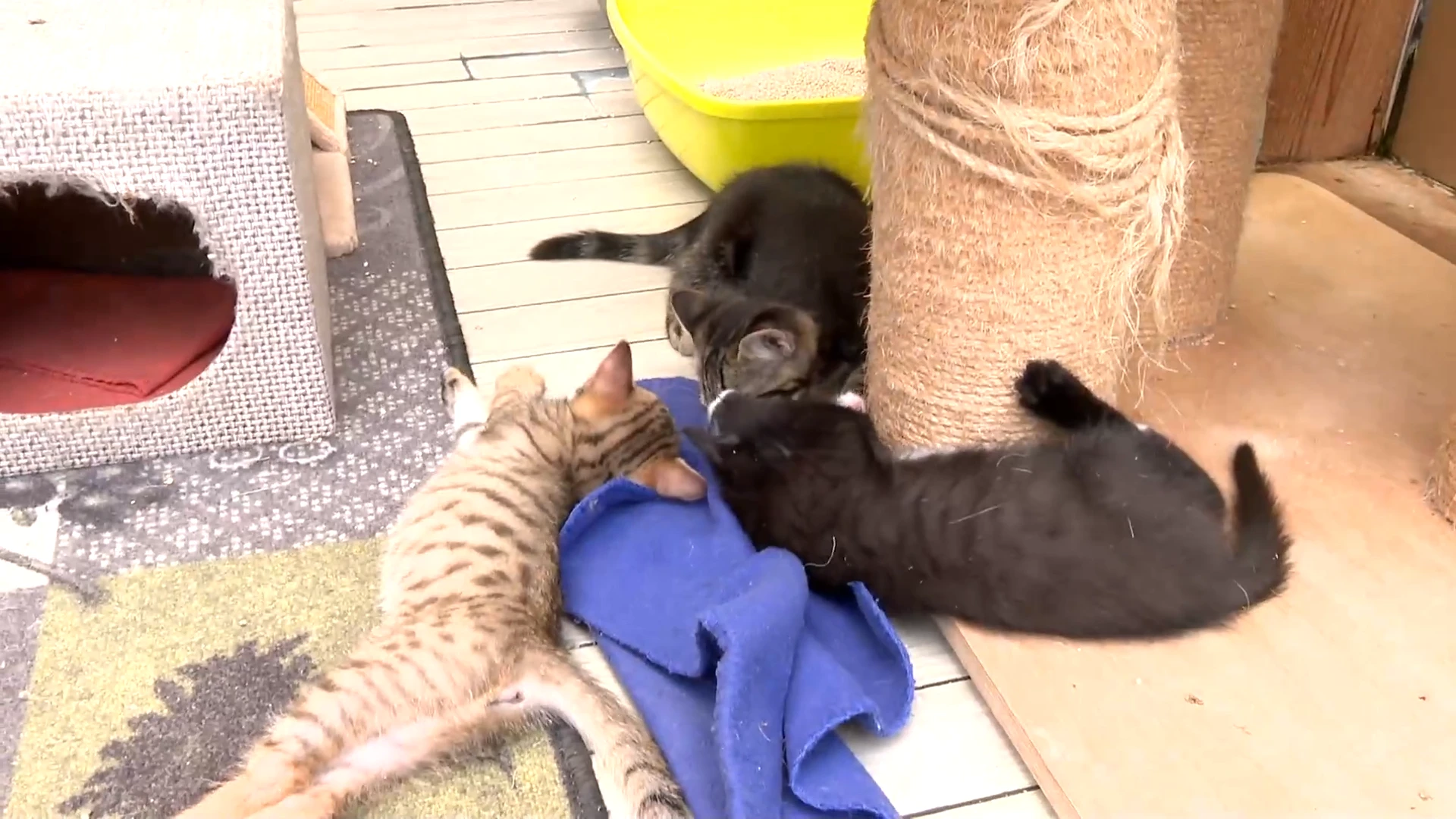 FAVV roept op om waakzaam te blijven na besmetting van katten met vogelgriep