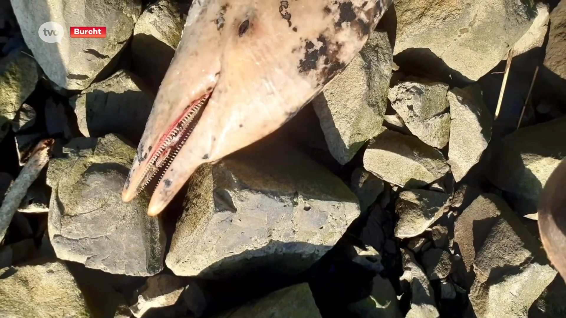 Dode dolfijn aangetroffen langs Schelde in Burcht