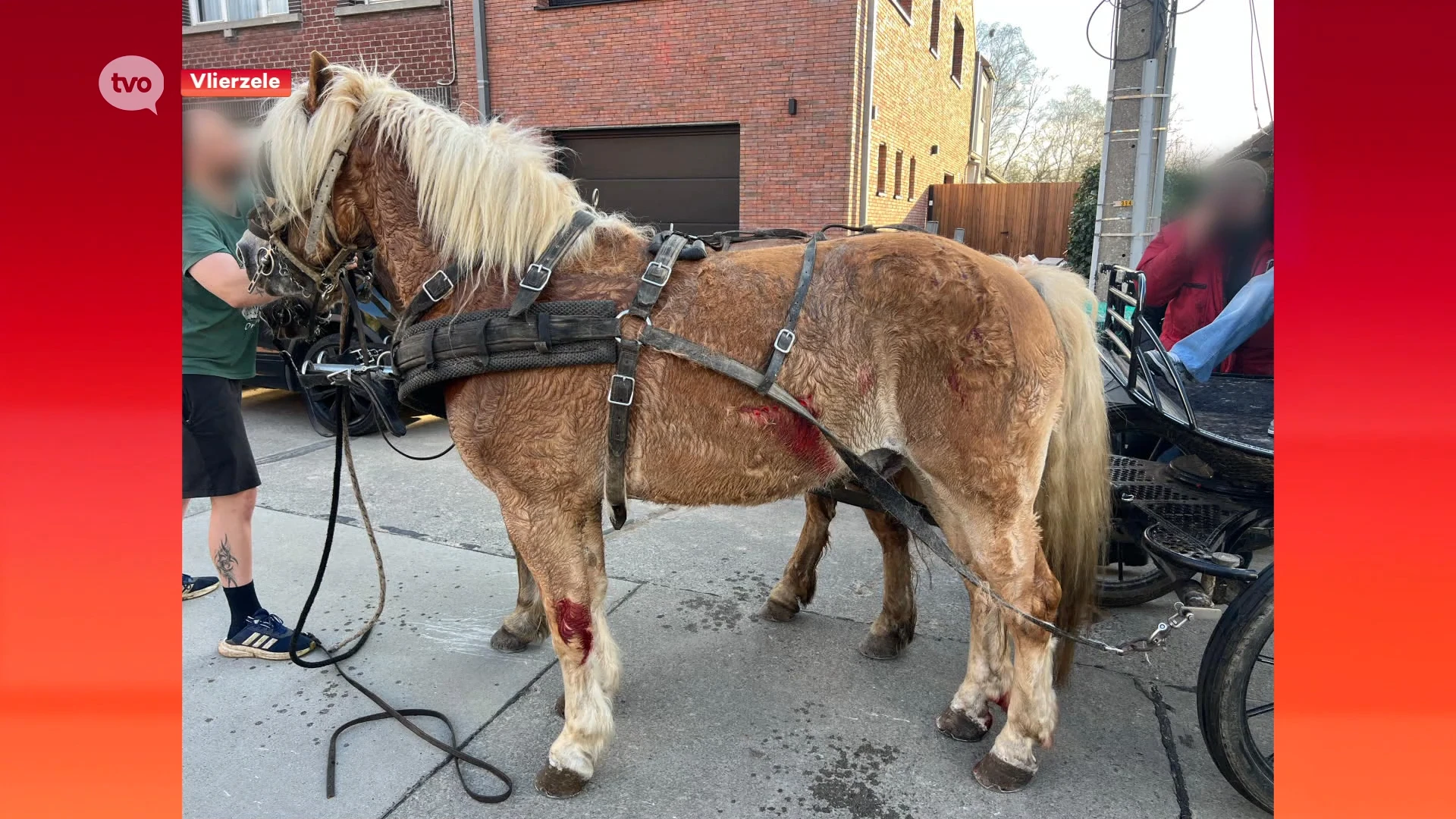 Paarden slaan kilometerslang op hol na aanrijding met wagen: "Dieren hebben snij- en bloedwonden"