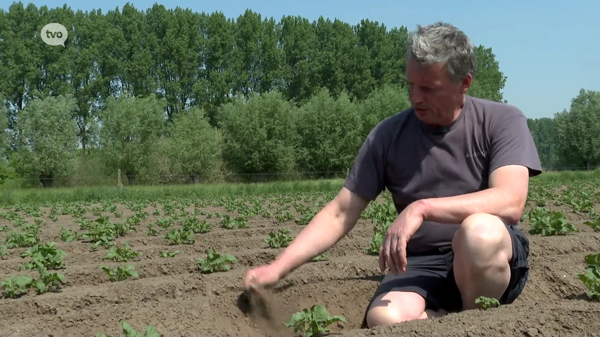 Door extreme droogte moet Renaat zijn aardappelen nu al beregenen: "Als er binnen tien dagen niks valt, dan heb ik maar een halve opbrengst"