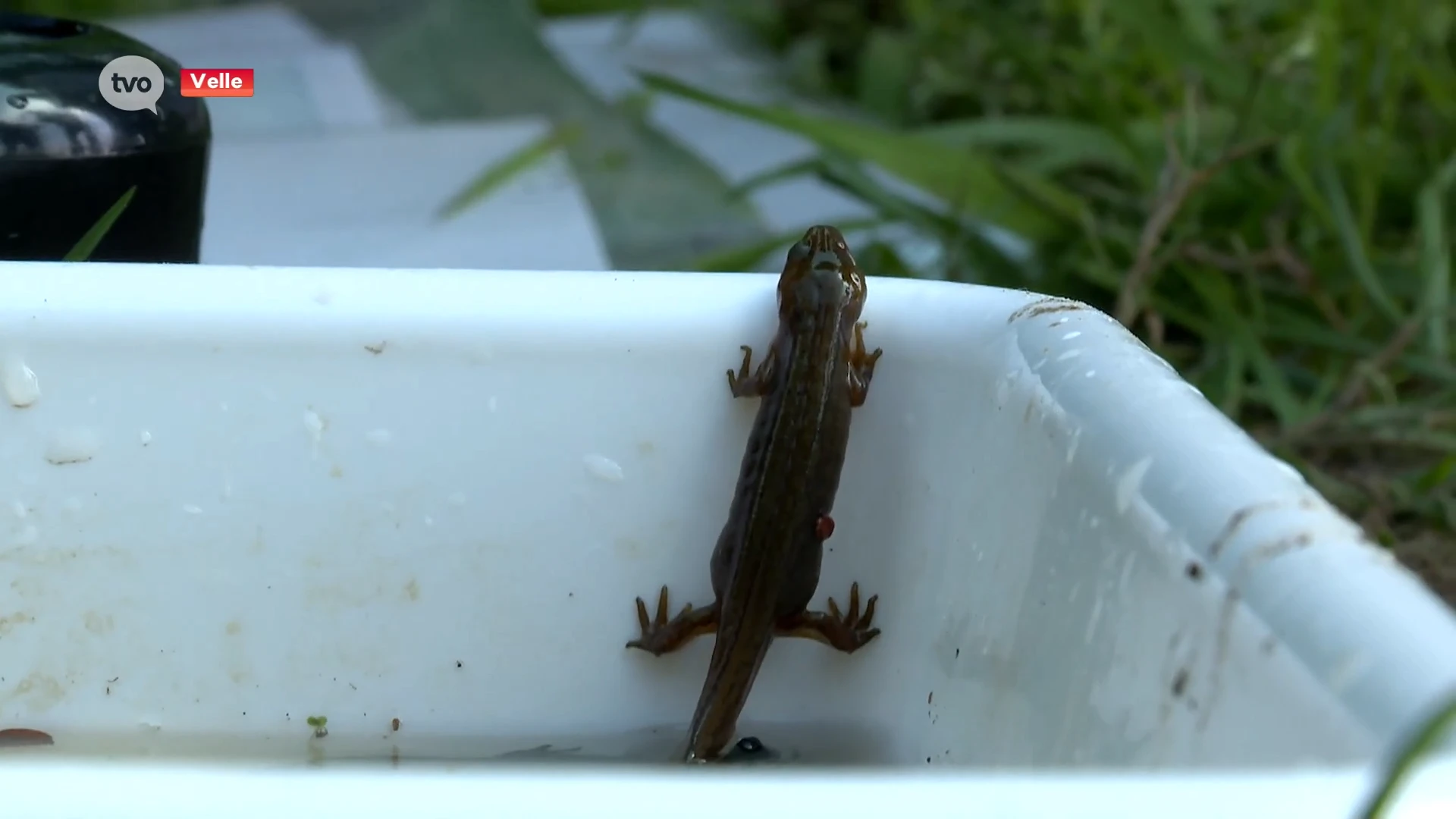 Salamanders, poelslakken en larven leven in poelen in Temse, Regionaal Landschap Schelde-Durme brengt biodiversiteit in kaart
