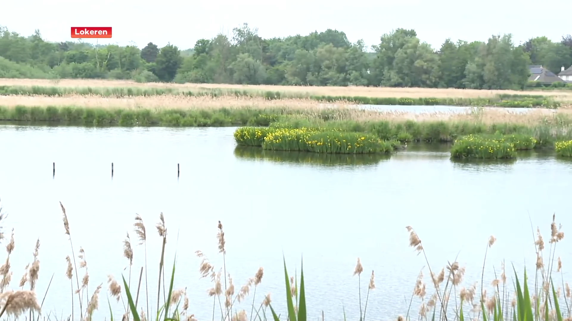 Na meer dan 35 jaar geen meeuw te zien in Lokerse Molsbroek: "Het is hier heel stil"