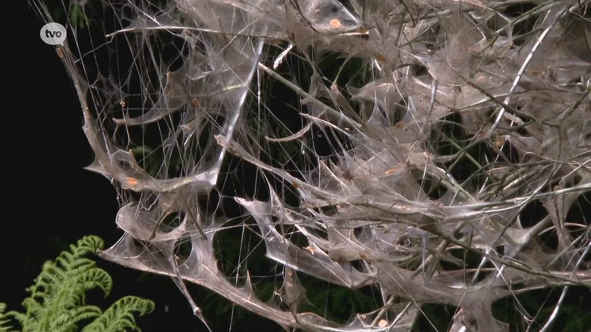 Spinselmotten zorgen met hun webben voor spookbomen: "Geen paniek, het is verre van gevaarlijk"