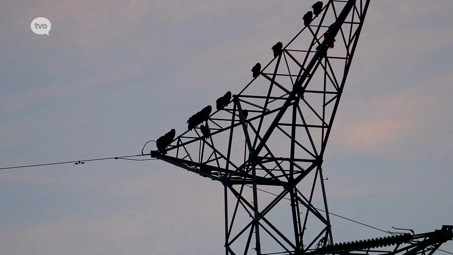 Twintigtal vale gieren strijkt neer op hoogspanningsmast in Bazel
